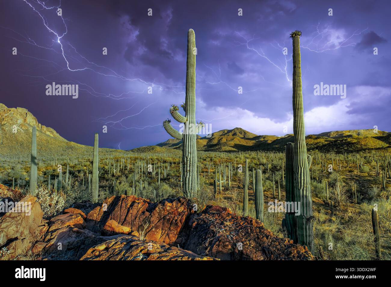 Tempesta elettrica sul monumento nazionale della foresta di Ironwood, Arizona Foto Stock