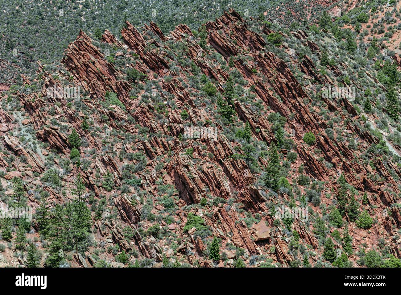 I letti ripidi inclinati della formazione Morgan dominano questo pendio nella Sheep Creek Canyon Geological area all'interno del Flaming Gorge National Recreation are Foto Stock