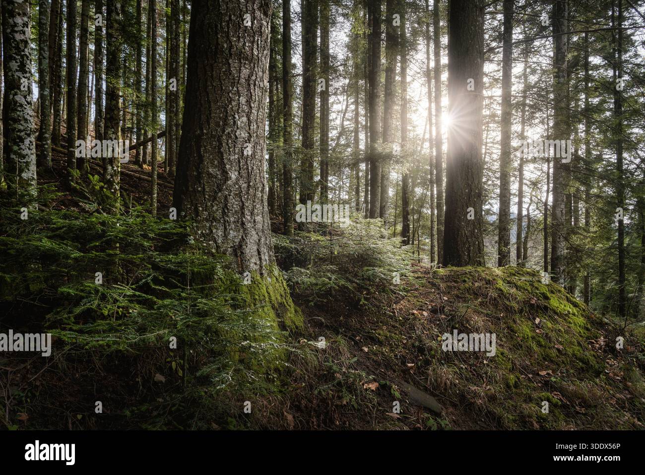 Vista della foresta di Vallombrosa in Toscana con terreno muscoloso e scoppio di sole tra tronchi d'albero. La luce del sole filtrava attraverso la foresta alla fine dell'autunno. Foto Stock