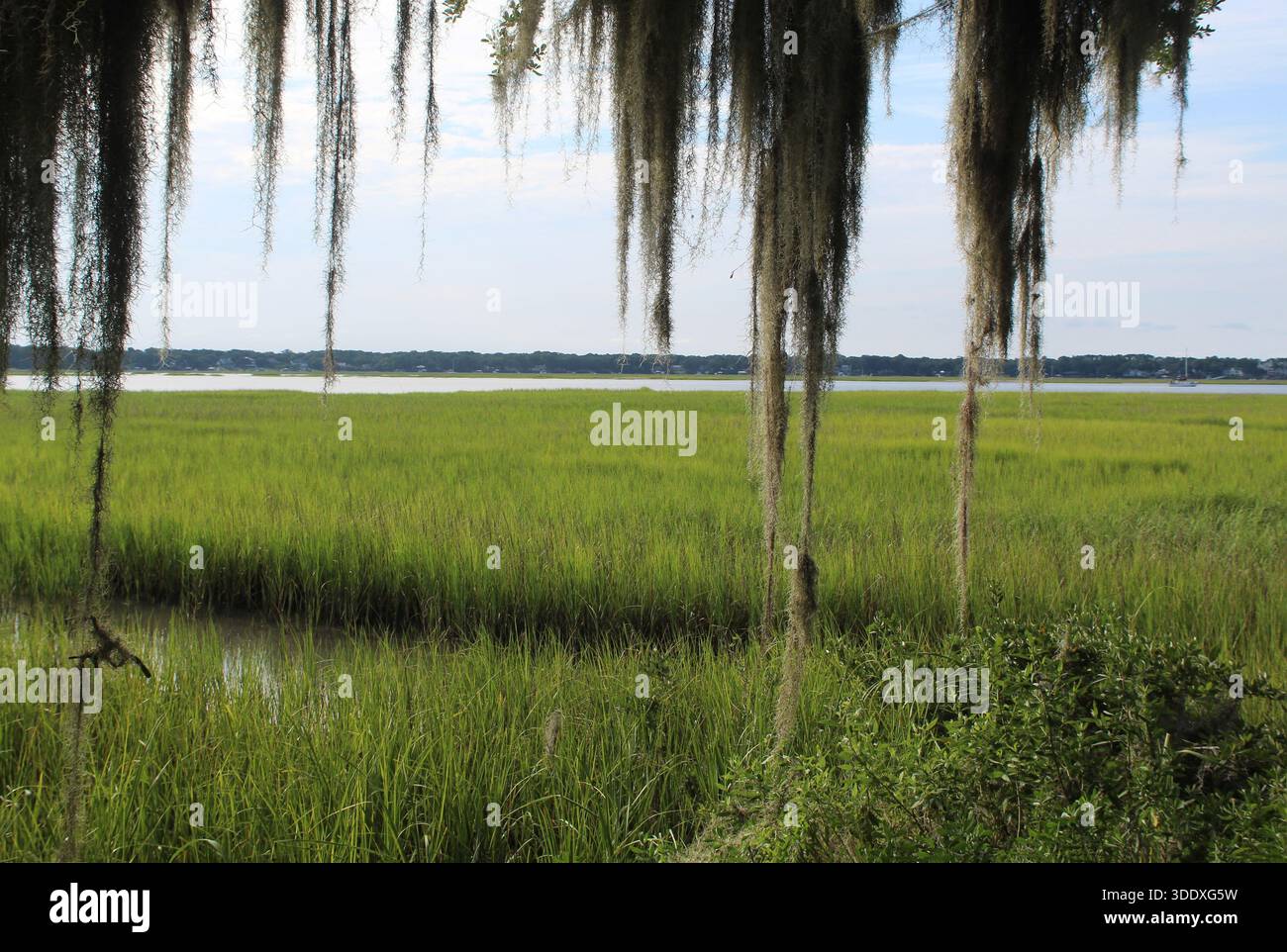 Scena paludosa con muschio spagnolo appeso di fronte a Beaufort, South Carolina Foto Stock