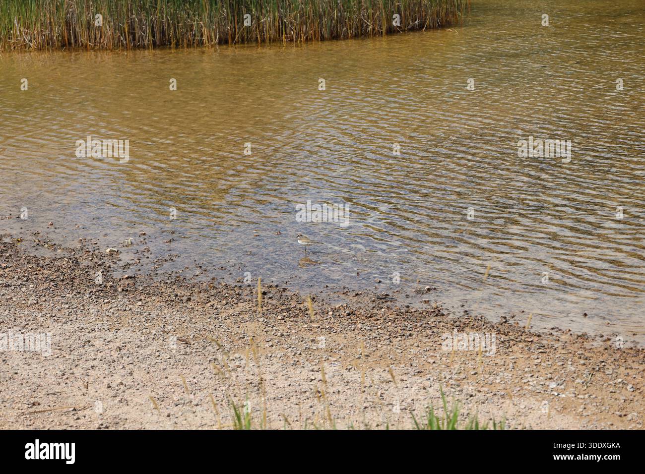 caccia (pesca) lungo il litorale dello stagno paludoso Foto Stock