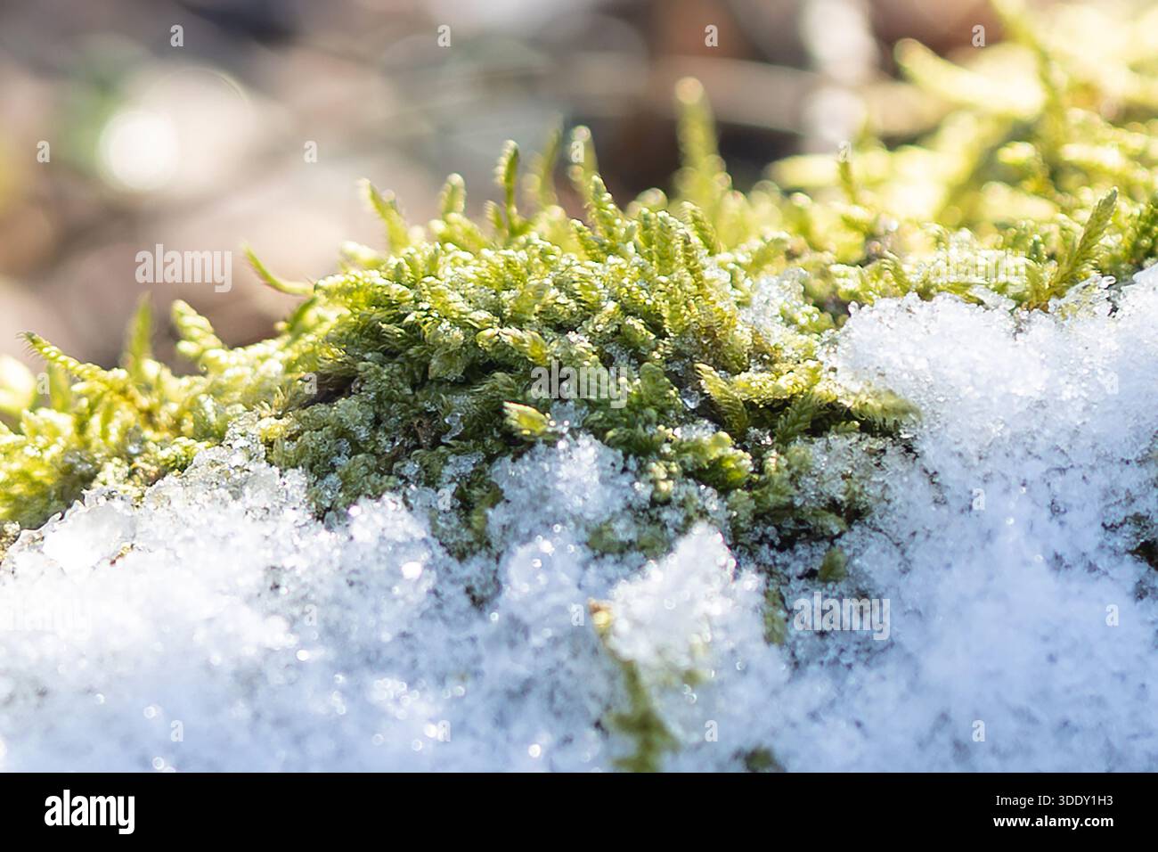 Moss che emerge da Fresh Snow Foto Stock