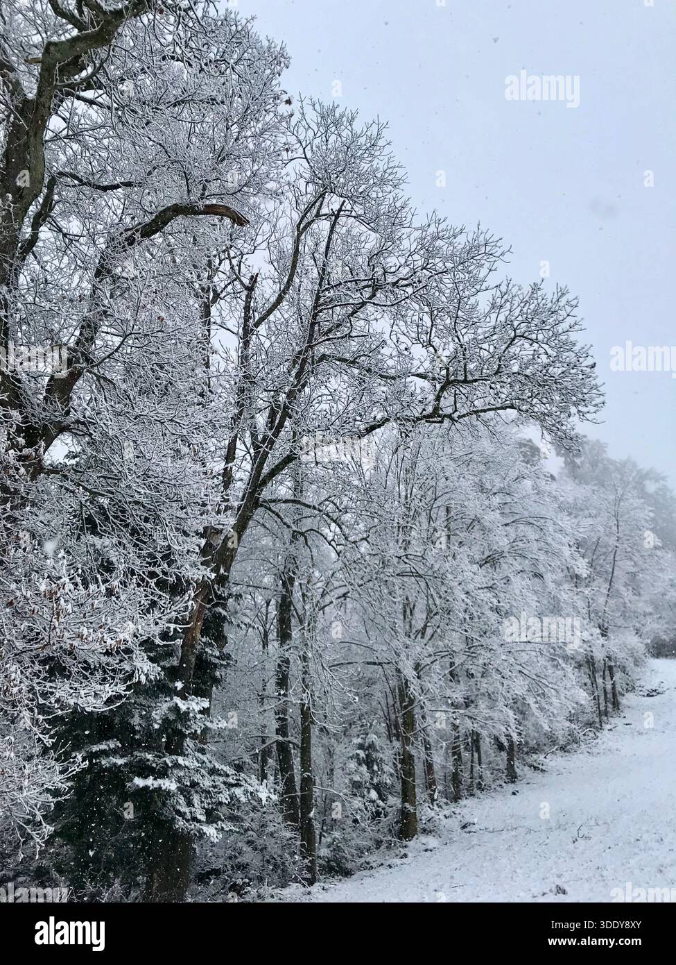 Paesaggio invernale idilliaco e tranquillo caratterizzato da grandi alberi ricoperti di neve, con rami scuri e rami fini chiaramente visibili sotto gli strati bianchi Foto Stock