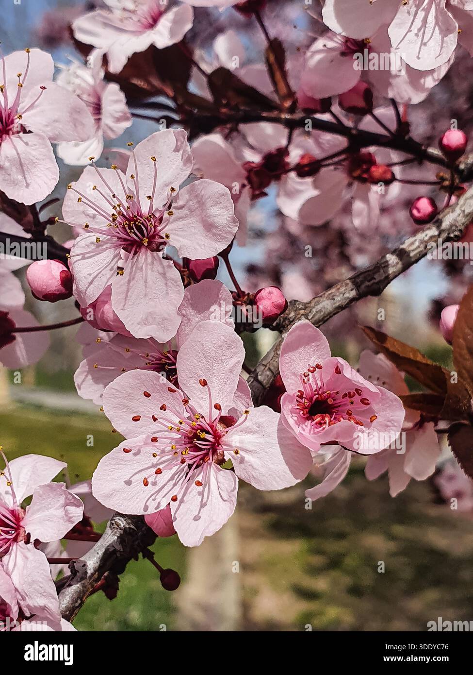 Prugna Prunus cerasifera Pissardii Myrobolan Foto Stock