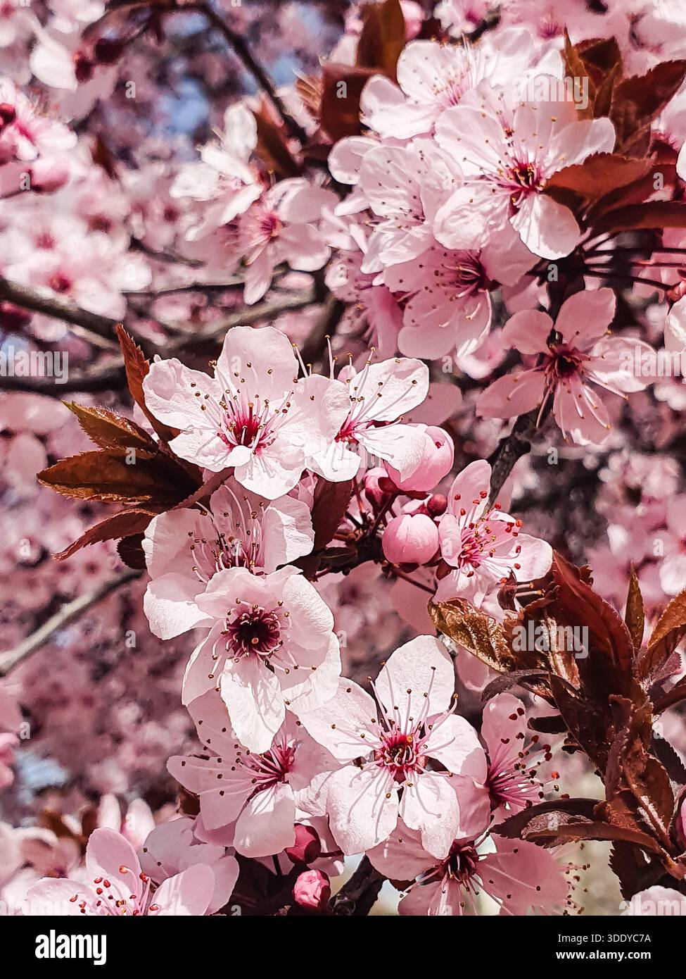 Prugna Prunus cerasifera Pissardii Myrobolan Foto Stock