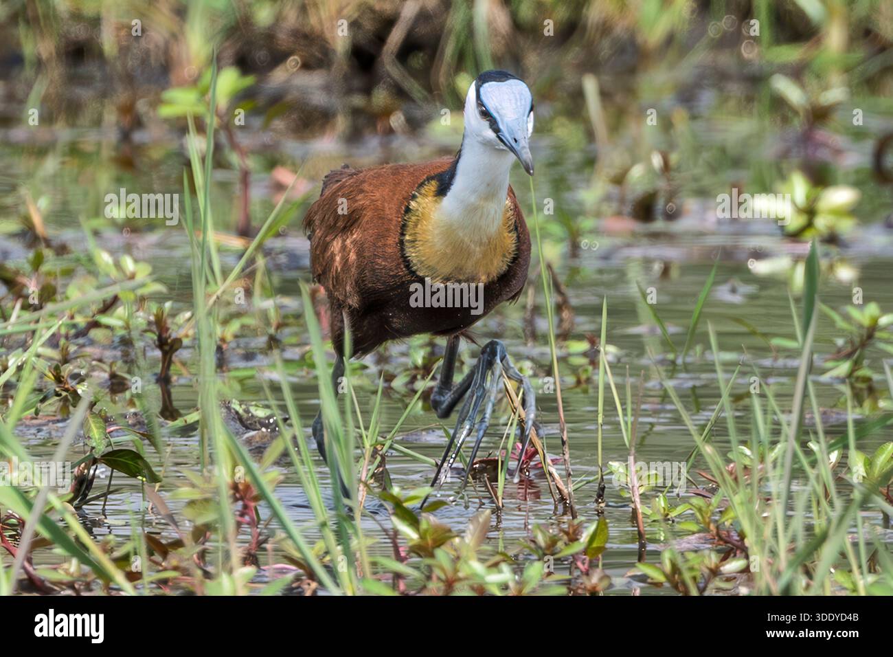 African Jacana, Amber River, delta dell'Okavango, Botswana Foto Stock