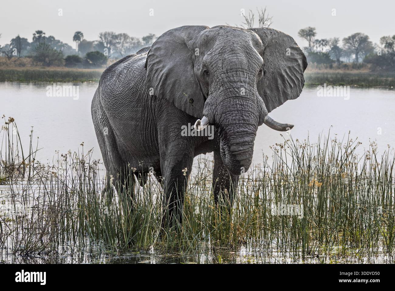 Elefante africano, toro, erba da mangiare, fiume Amber, delta dell'Okavango, Botswana Foto Stock