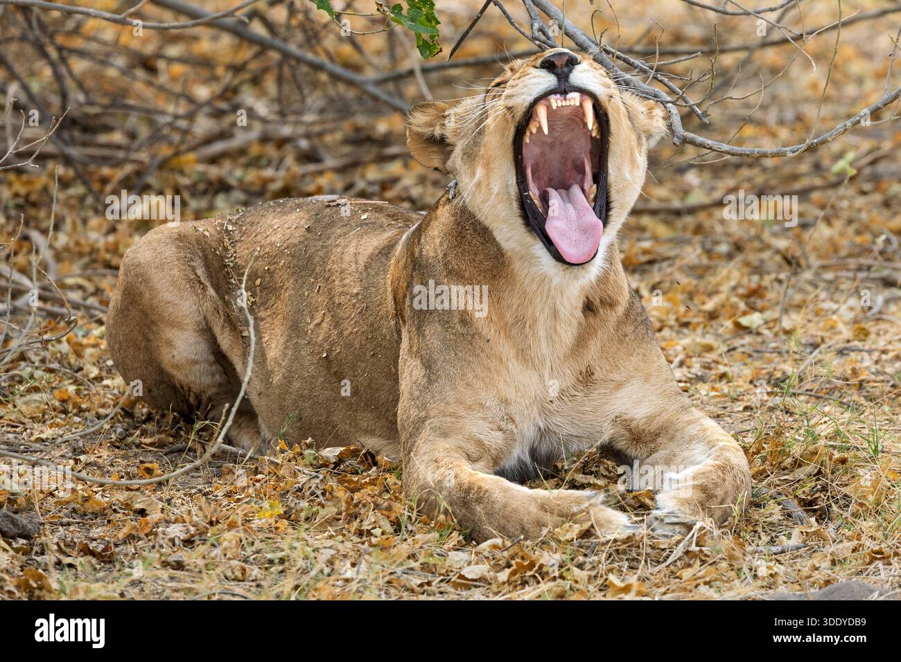 Lioness Resting, Amber River, delta dell'Okavango, Botswana Foto Stock