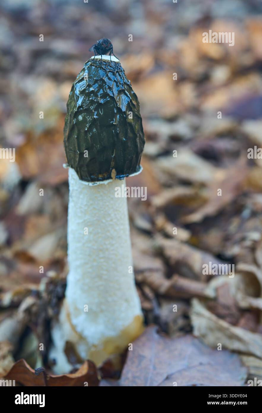 Un primo piano di funghi Stinkhorn. Foto Stock