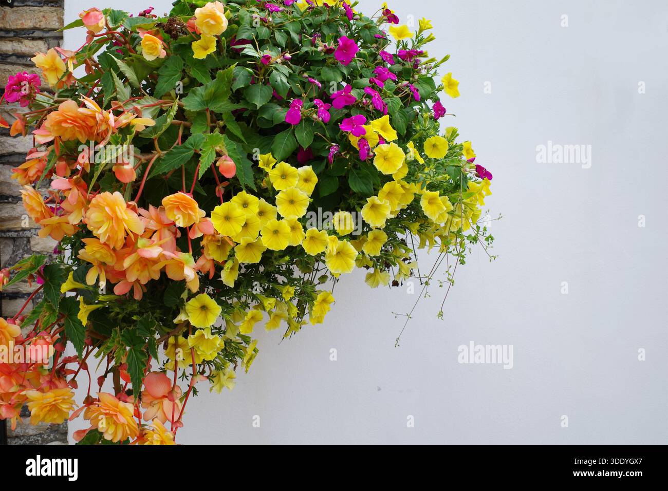 Il cestino appeso mostra fiori vivaci contro una parete bianca. La disposizione comprende petunie gialle, begonie arancioni , e magenta impatiens , crea Foto Stock