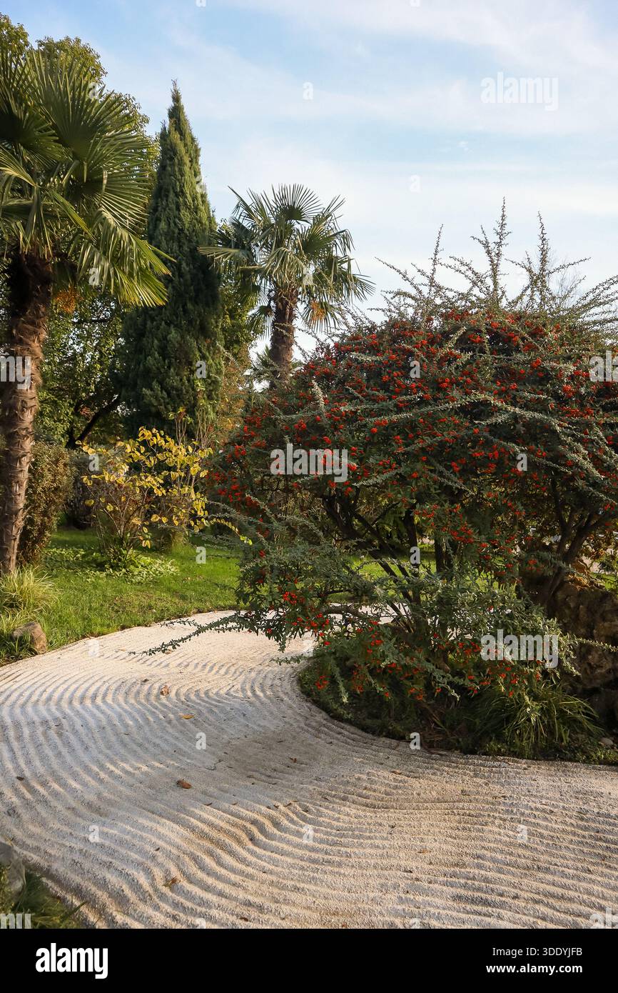 Cespuglio con ammassi di bacche rosse e rami spinosi accanto a un tortuoso sentiero di sabbia rastrellata in un giardino limpido e blu. Foto Stock