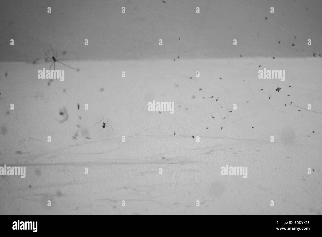 Spaventosa composizione in bianco e nero di ragni e insetti su una ragnatela. Sfondo horror perfetto per i progetti di Halloween, concetti oscuri e inquietanti. Foto Stock