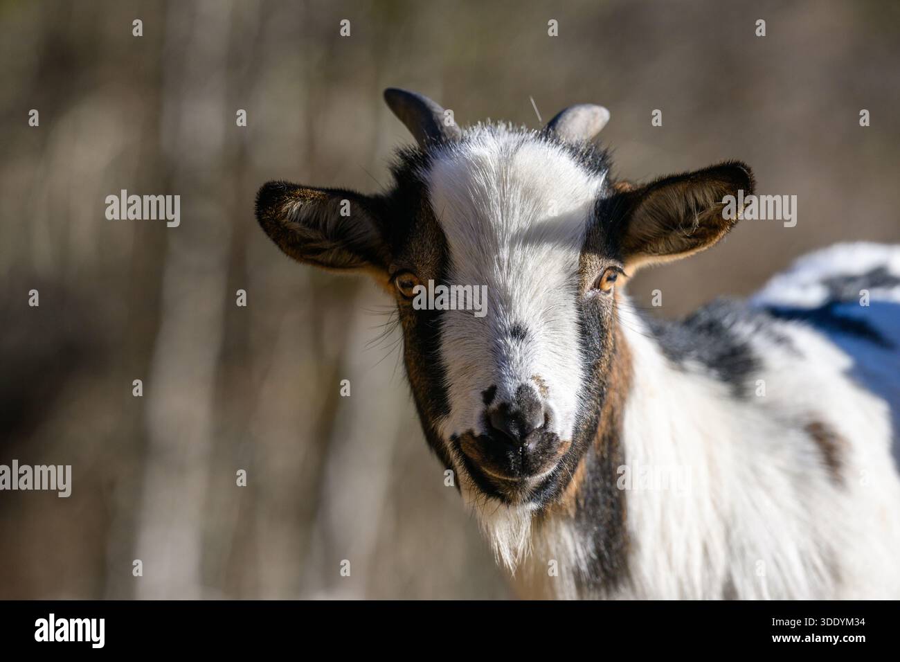 Ritratto di una sola capra Foto Stock