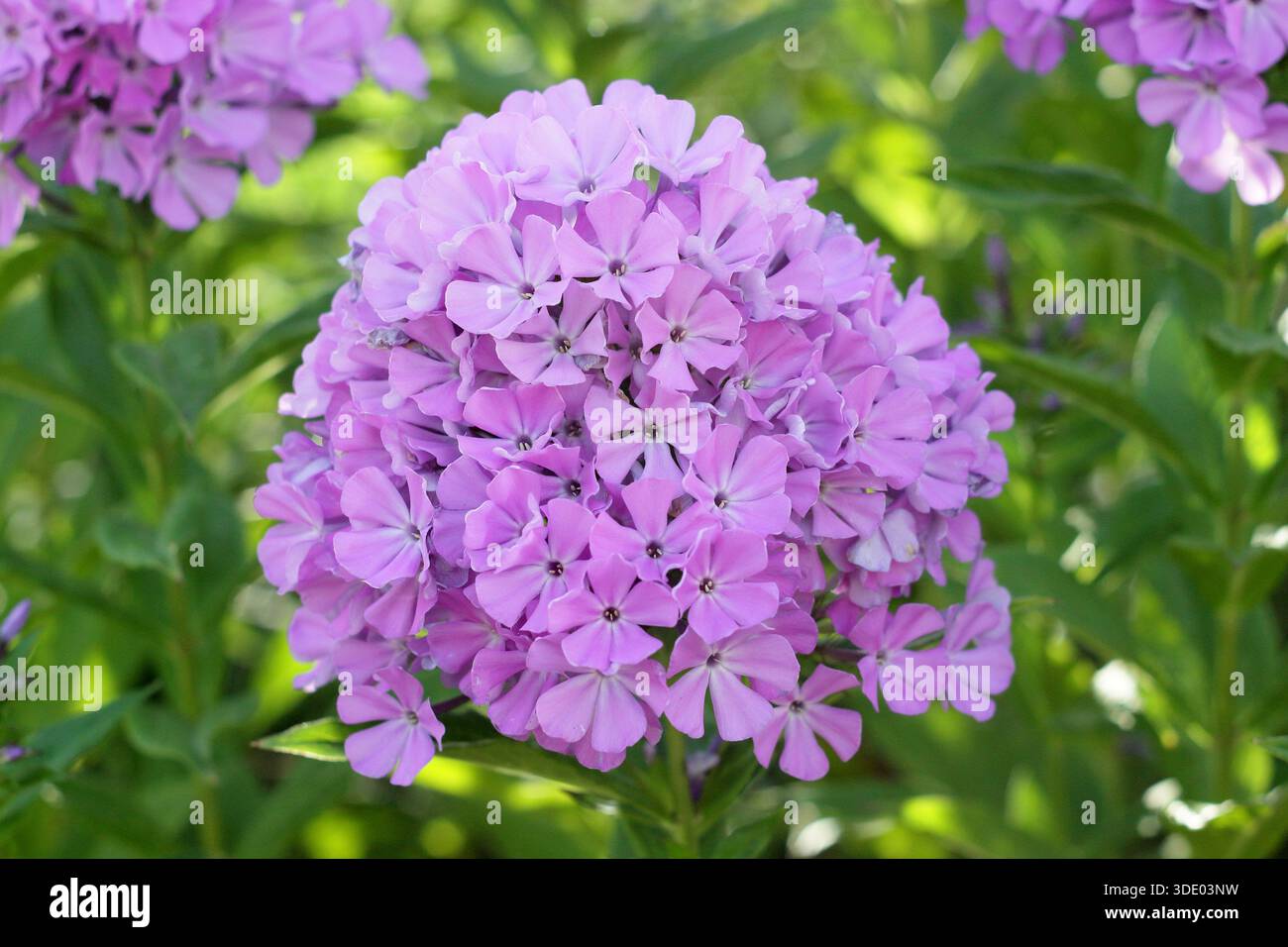 Perenne Lilac di phlox Luc '.Phlox x x arendsii 'Lilac di Luc', apprezzato per le cupole di teste di fiori rosa. Chiamato anche Phlox paniculata "Lilac di Luc". Foto Stock