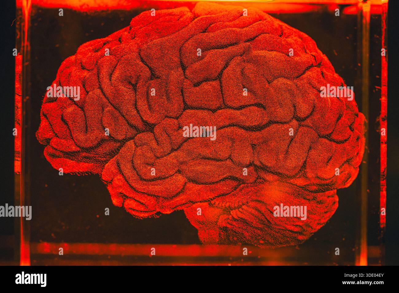 Cervello rosso acceso intrappolato in una piccola scatola illuminata su uno sfondo scuro. Cortex inquietante. Foto Stock