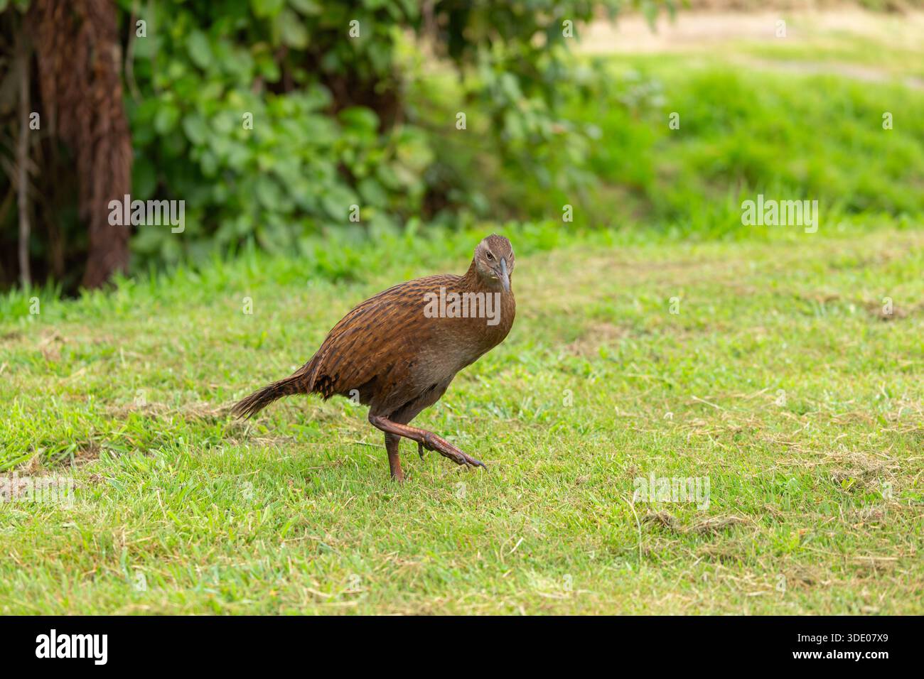 Il weka, noto anche come Māori hen o woodhen, è una specie di uccelli della famiglia delle ferrovie. È endemica della nuova Zelanda Foto Stock