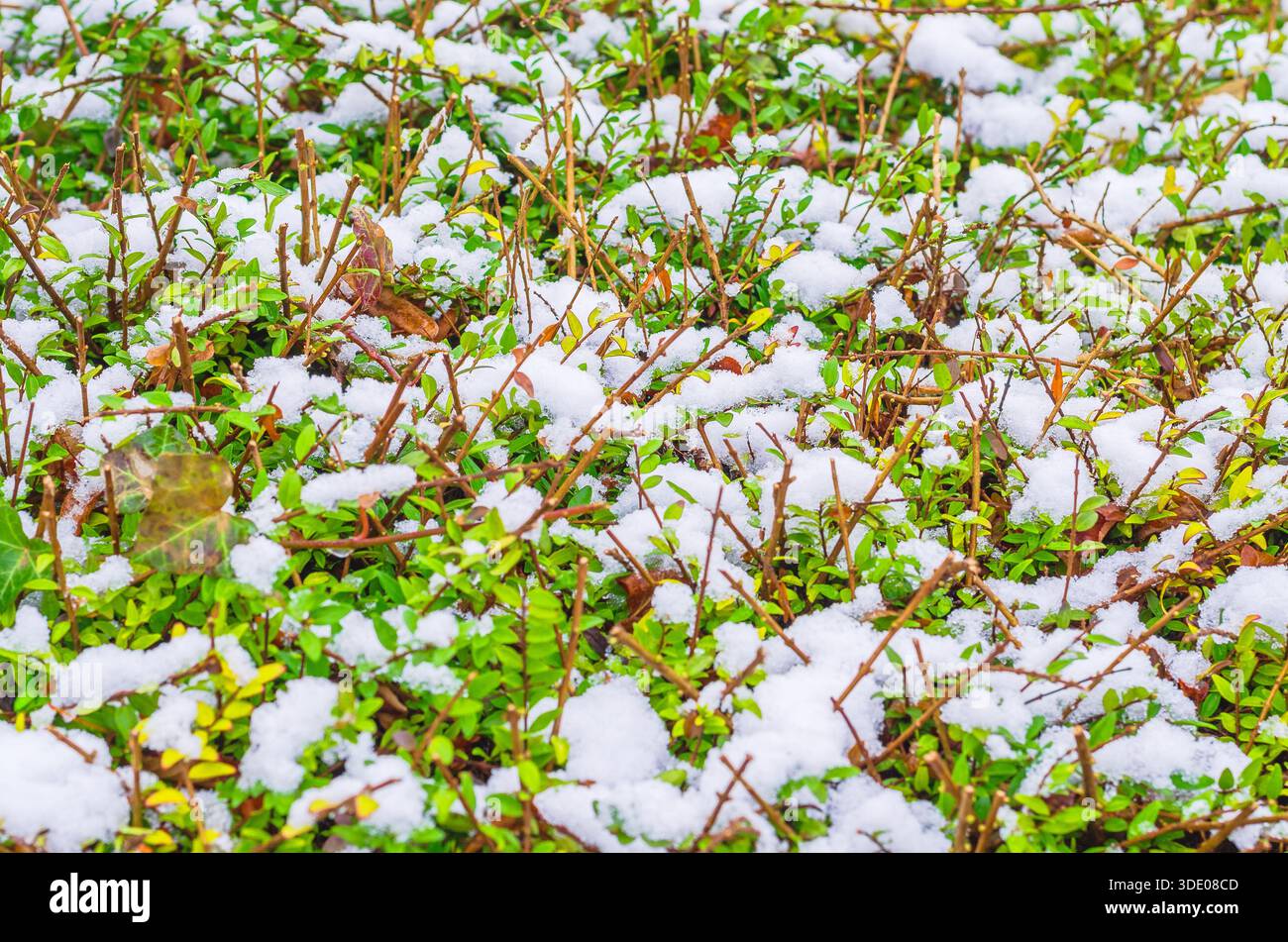 Fogliame verde e rami spolverati di neve bianca fresca in una vista ravvicinata Foto Stock