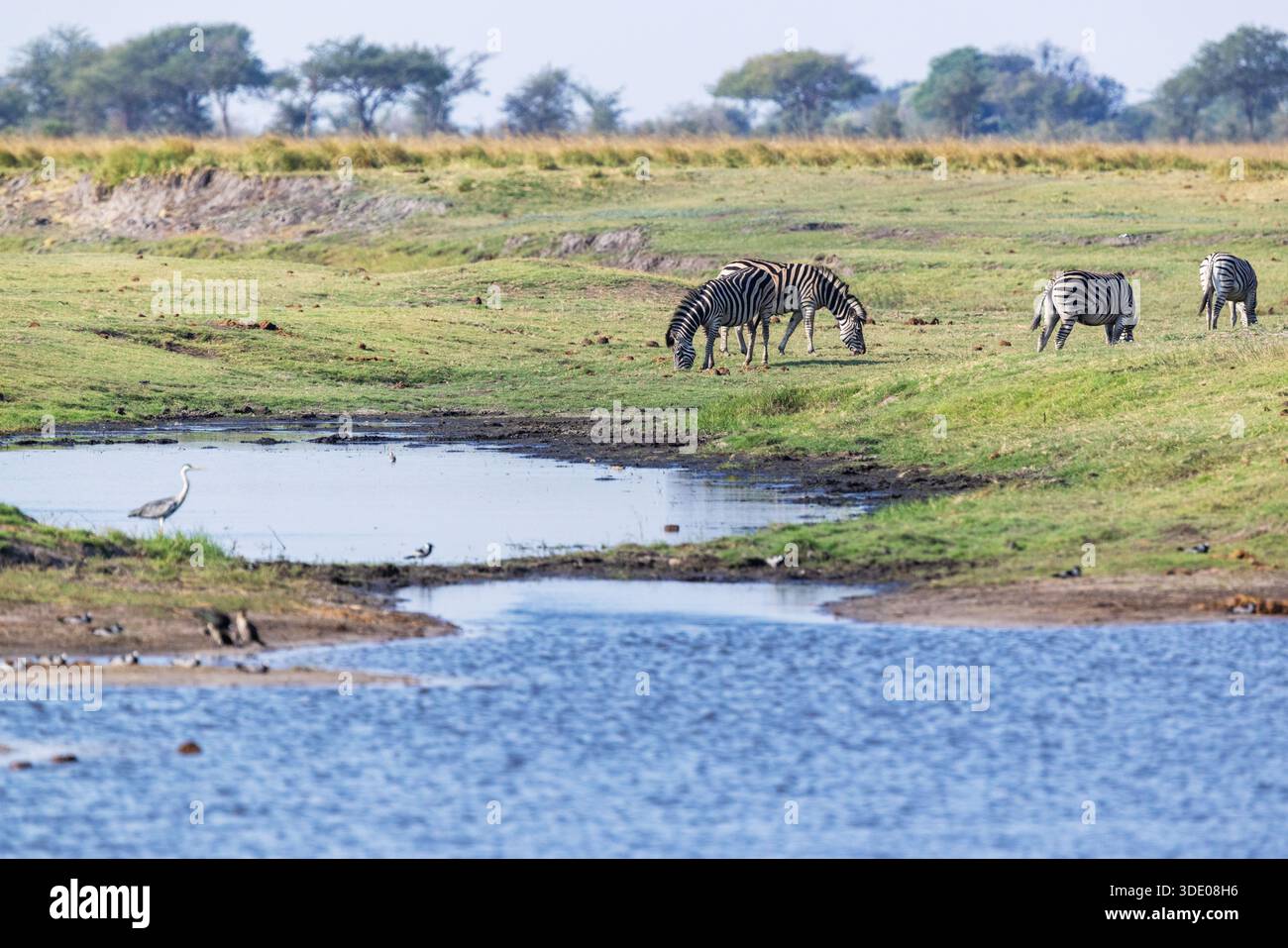 Una mandria di zebre di Burchell che pascolano su un prato lussureggiante vicino a un fiume nel Parco Nazionale del Chobe, Botswana Foto Stock
