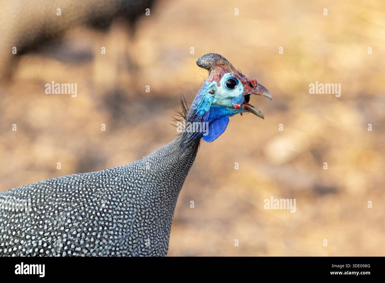 Primo piano di una faraona con casco in una splendida mattinata nel Parco Nazionale del Chobe, in Botswana Foto Stock