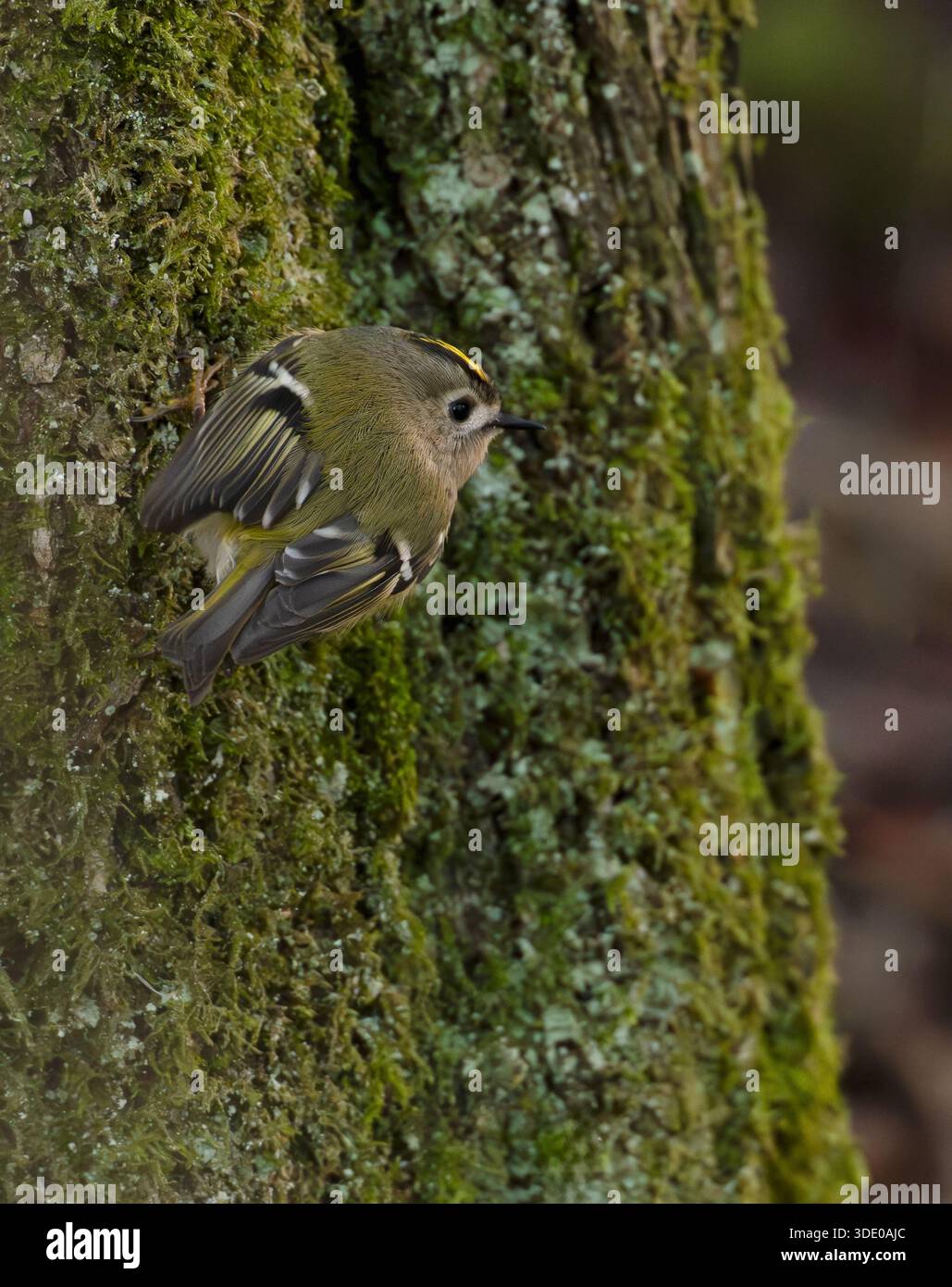 Un Goldcrest (Regulus regulus) alla ricerca di insetti su un tronco di albero, Warwickshire Foto Stock