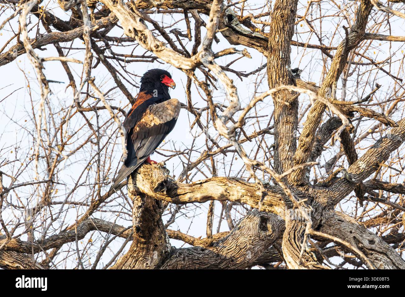 Aquila Bateleur arroccata su un albero asciutto e rinfrescata dopo aver volato durante una calda serata nel Parco Nazionale di Savute, Chobe in Botswana Foto Stock