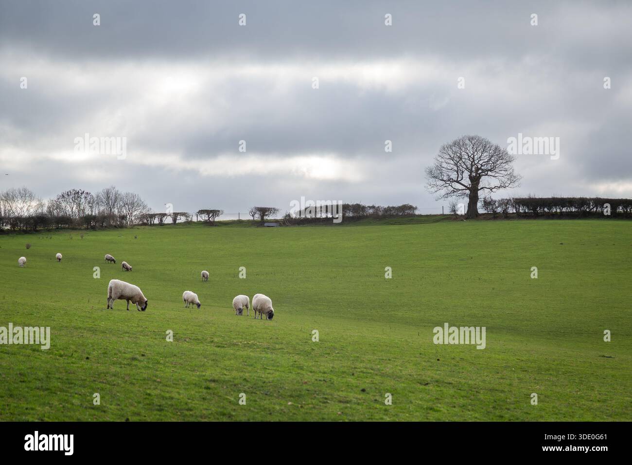 Budbrooke, Regno Unito, dicembre 27 2025: Pecore che pascolano in terreni agricoli in un giorno invernale coperto, Budbrooke, Warwickshire. Foto Stock