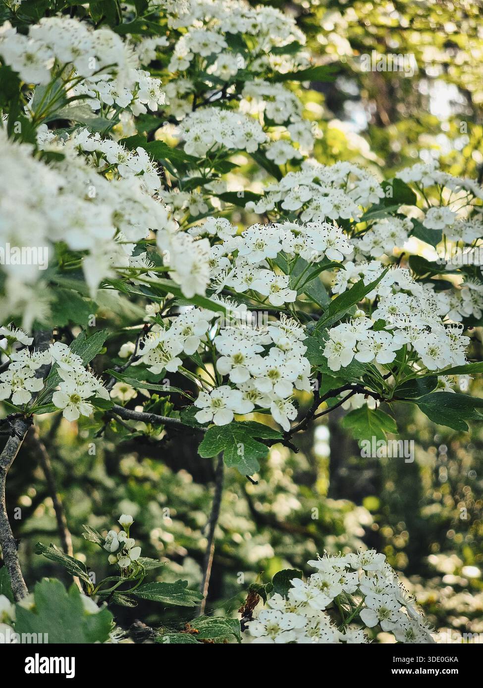 Primo piano di fiori bianchi di biancospino in una foresta illuminata dal sole. La primavera fresca fiorisce con un delicato sfondo boschivo - l'essenza fresca e vibrante della foresta primaverile Foto Stock