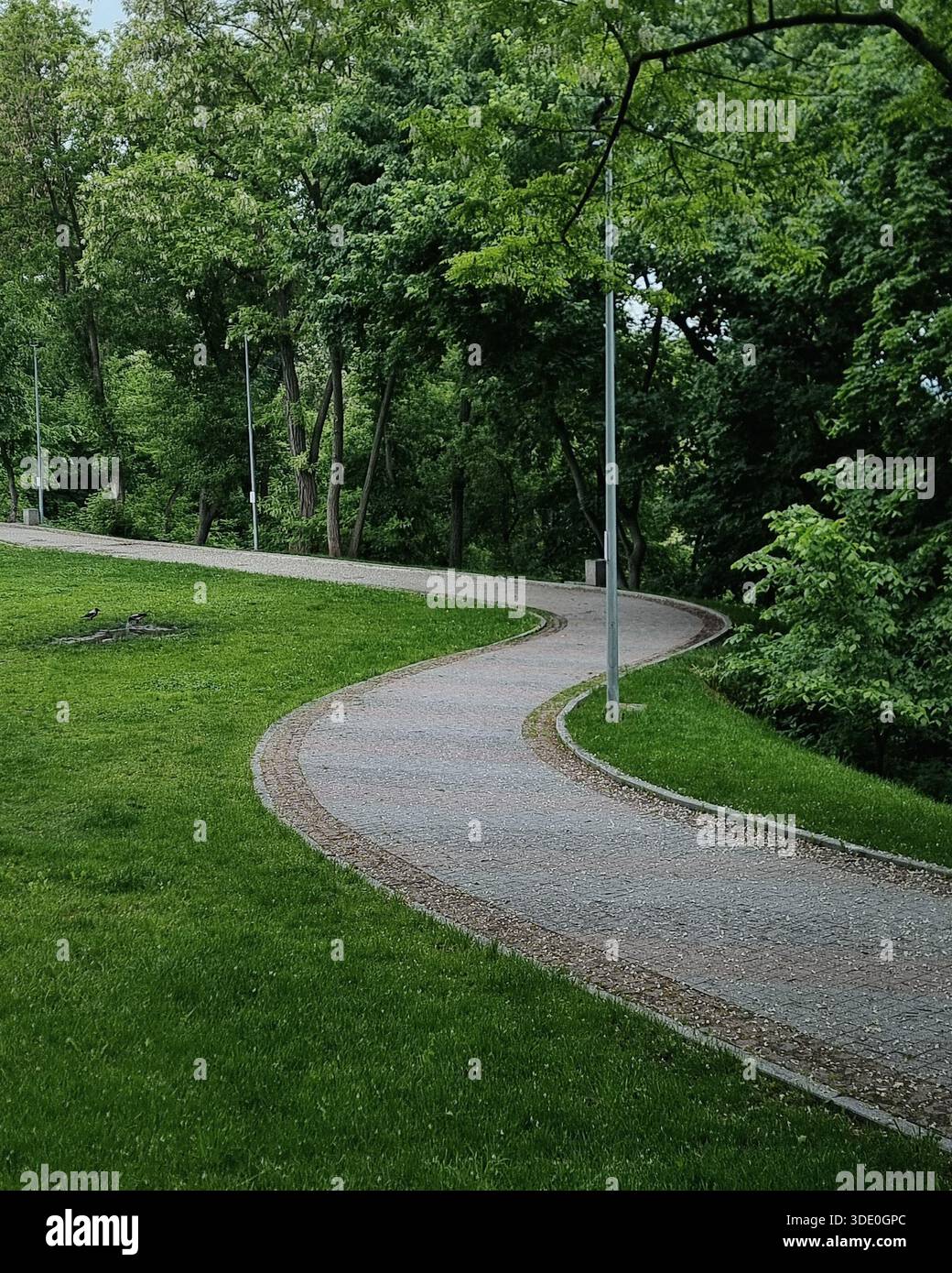Passerella curva a S in un parco. Sentiero tortuoso in pietra nel parco cittadino ben tenuto. Sentiero in pietra grigia fiancheggiato da alti alberi decidui frondosi e lampione. Foto Stock