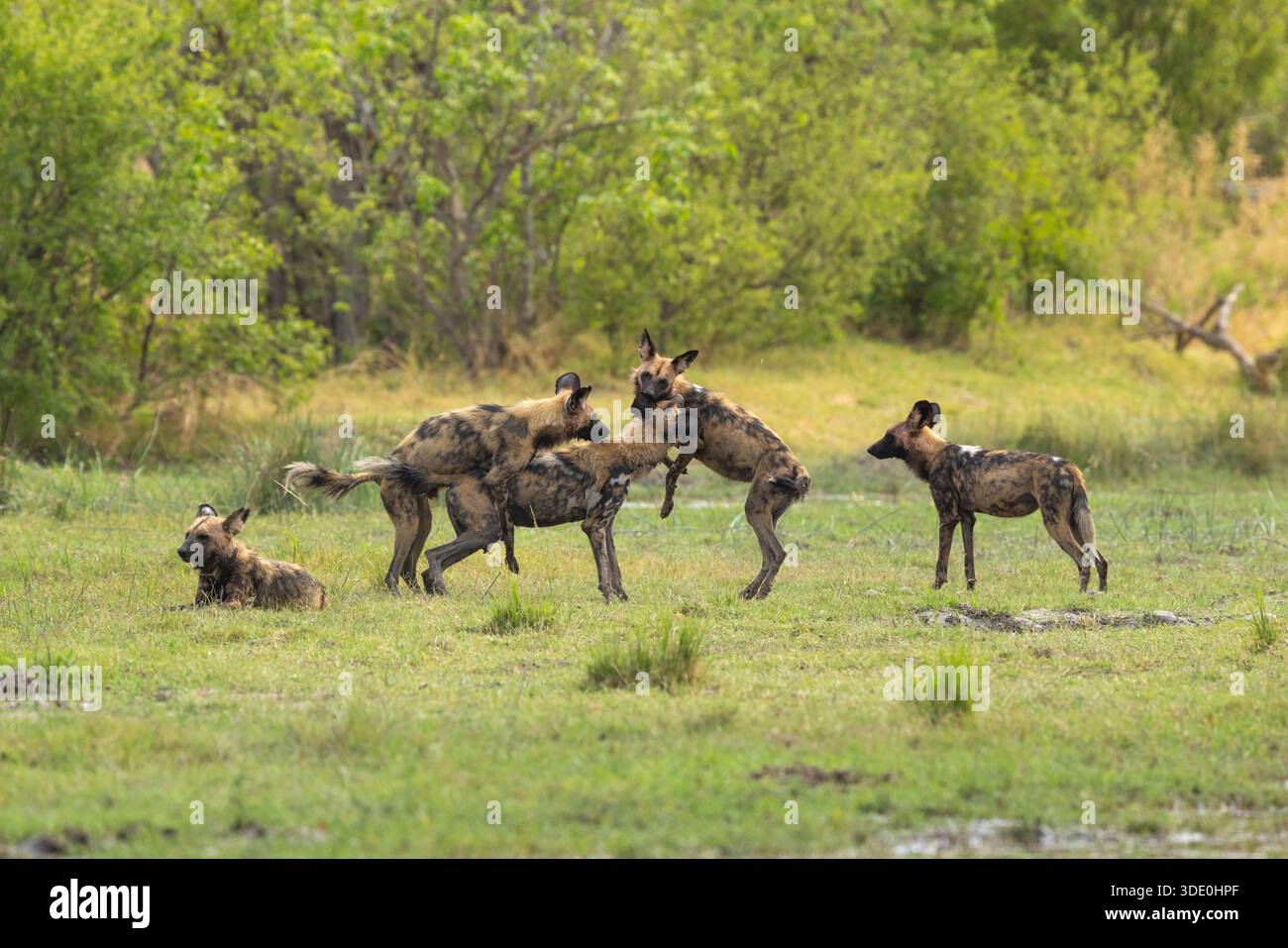 Cani selvatici africani che giocano e uno con collare steso sull'erba vicino al campo Xakanaxa nella riserva di Moremi, Botswana Foto Stock