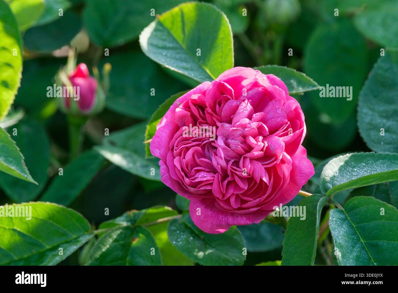 Rosa De Resht, rosa De Resht, magenta brillante/rosa, doppi fiori Foto Stock