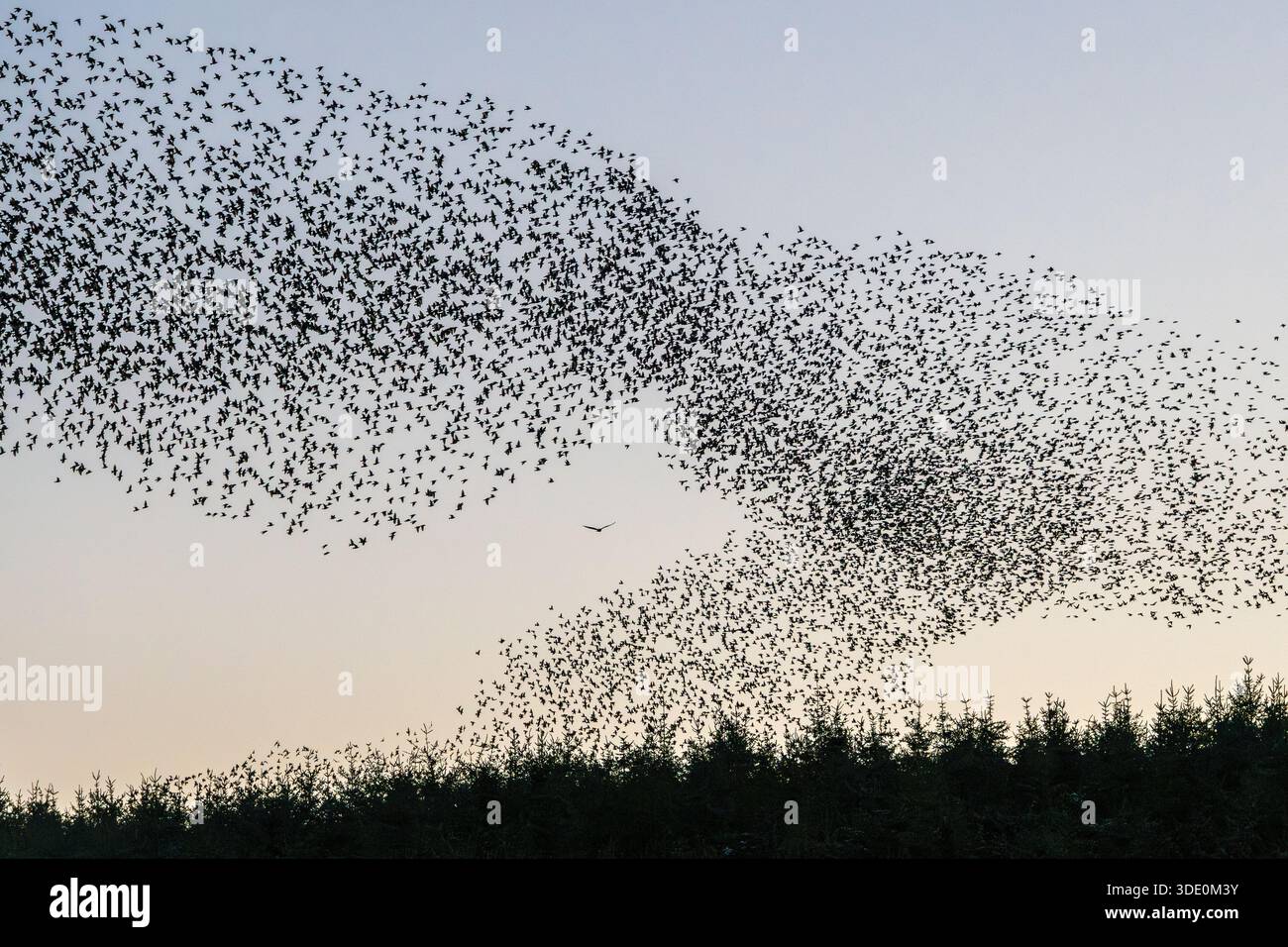 Un comune ronzio (Buteo buteo) che caccia la sua preda in un enorme gregge o murmurazione di starlings (Sturnus vulgaris) a Llandegley, Powys, Galles, Regno Unito Foto Stock