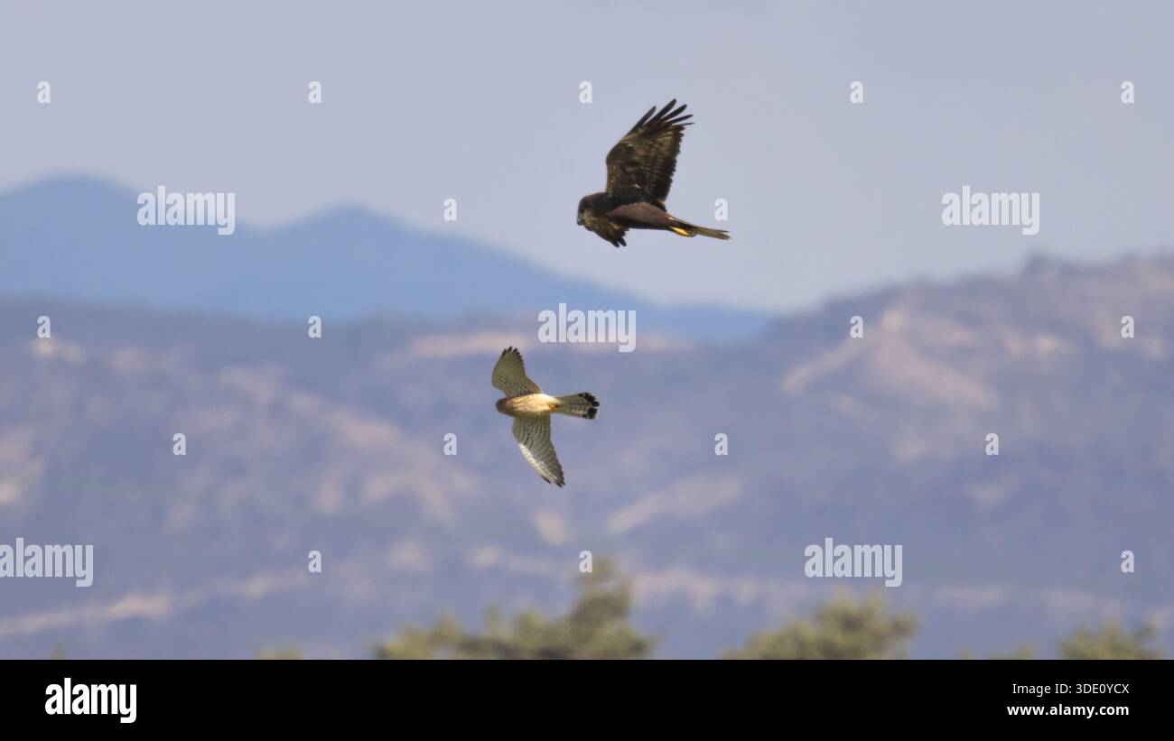WESTERN Marsh Harrier (Circus aeruginosus) e Common Kestrel (Falco tinnunculus) catturati in volo, condividendo lo stesso spazio aereo in un ambiente naturale aperto Foto Stock