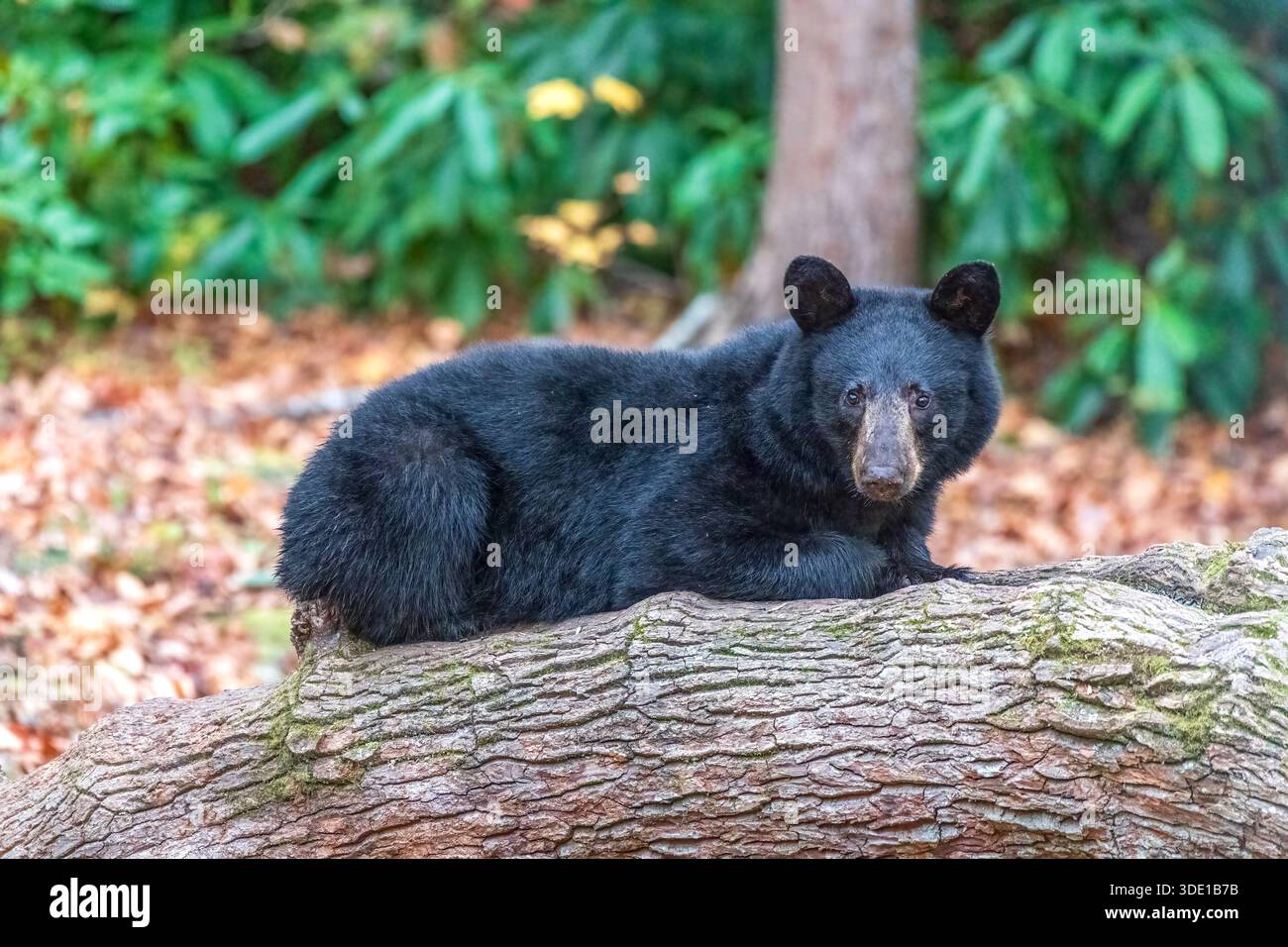 Un orso nero nelle Smoky Mountains durante la stagione autunnale si aggira in cerca di cibo e riposo. Foto Stock