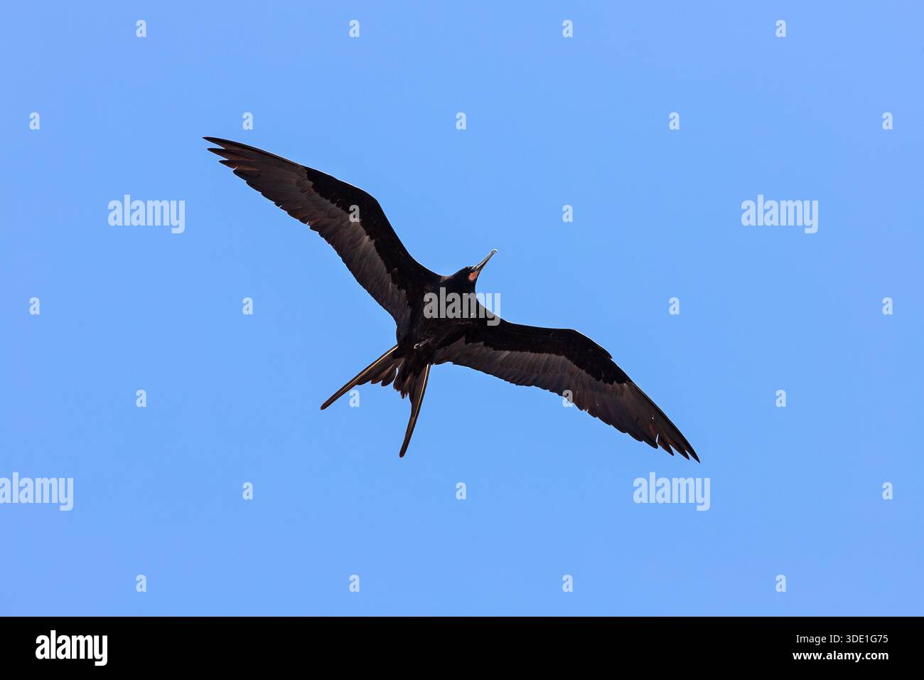 Magnifica frigatebird Foto Stock