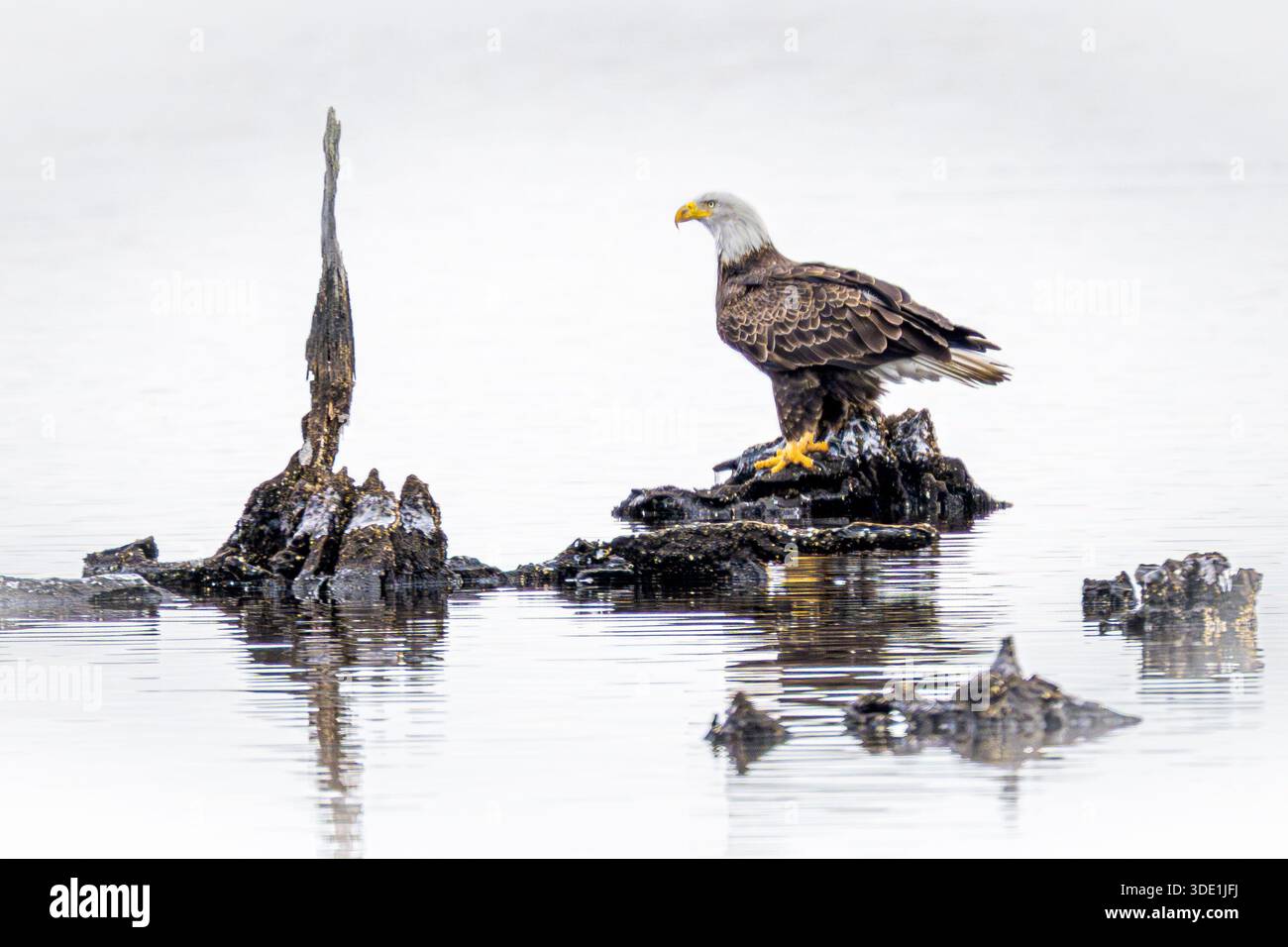 Aquila Calva Haliaeetus leucocephalus - rapitore / rapace negli Stati Uniti Foto Stock