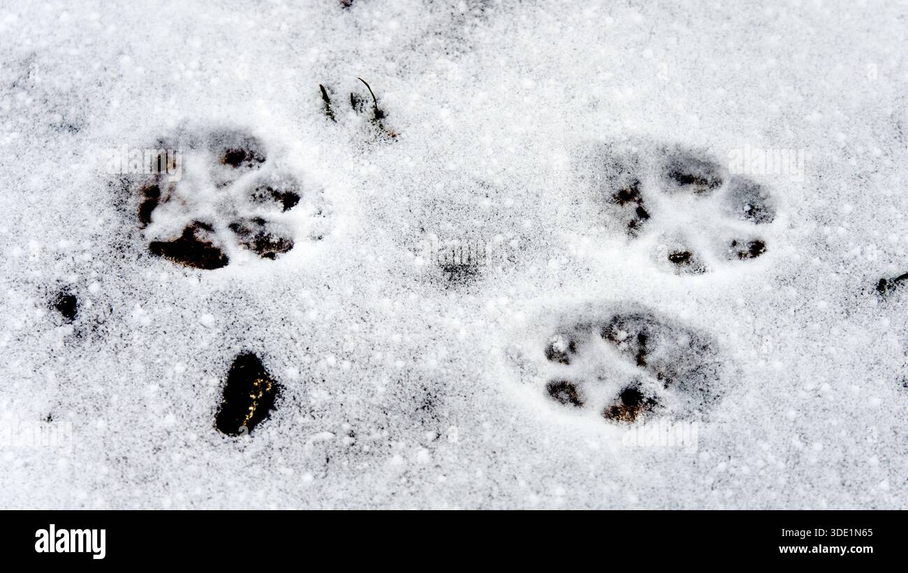 Le impronte della zampa di cane sulla neve creano motivi chiari che riflettono un'atmosfera invernale frizzante Foto Stock
