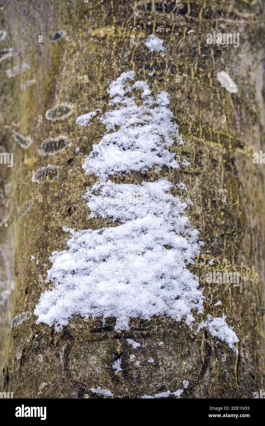 Forma casuale di un albero di Natale dalla neve sulla corteccia di un albero deciduo, sorpresa stagionale in natura, divertente biglietto d'auguri, messa a fuoco selezionata, stretta d Foto Stock