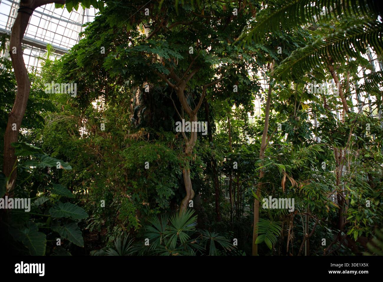 Giardino botanico di Berlino: Splendide serre con ricche collezioni di cactus, succulente e lussureggianti piante tropicali. Foto Stock