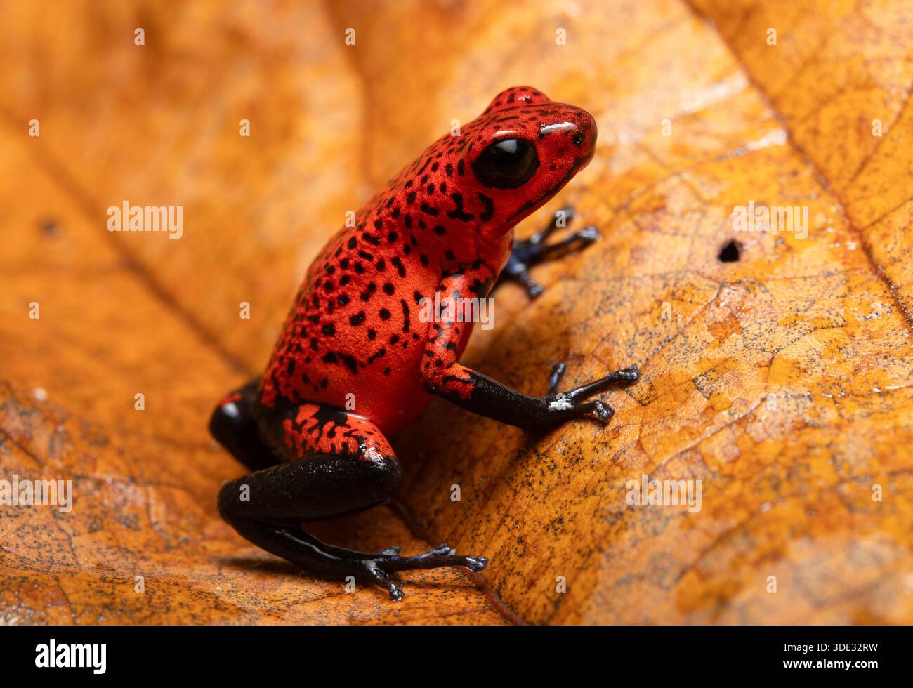 Rana veleno di fragole sul fondo della foresta Foto Stock