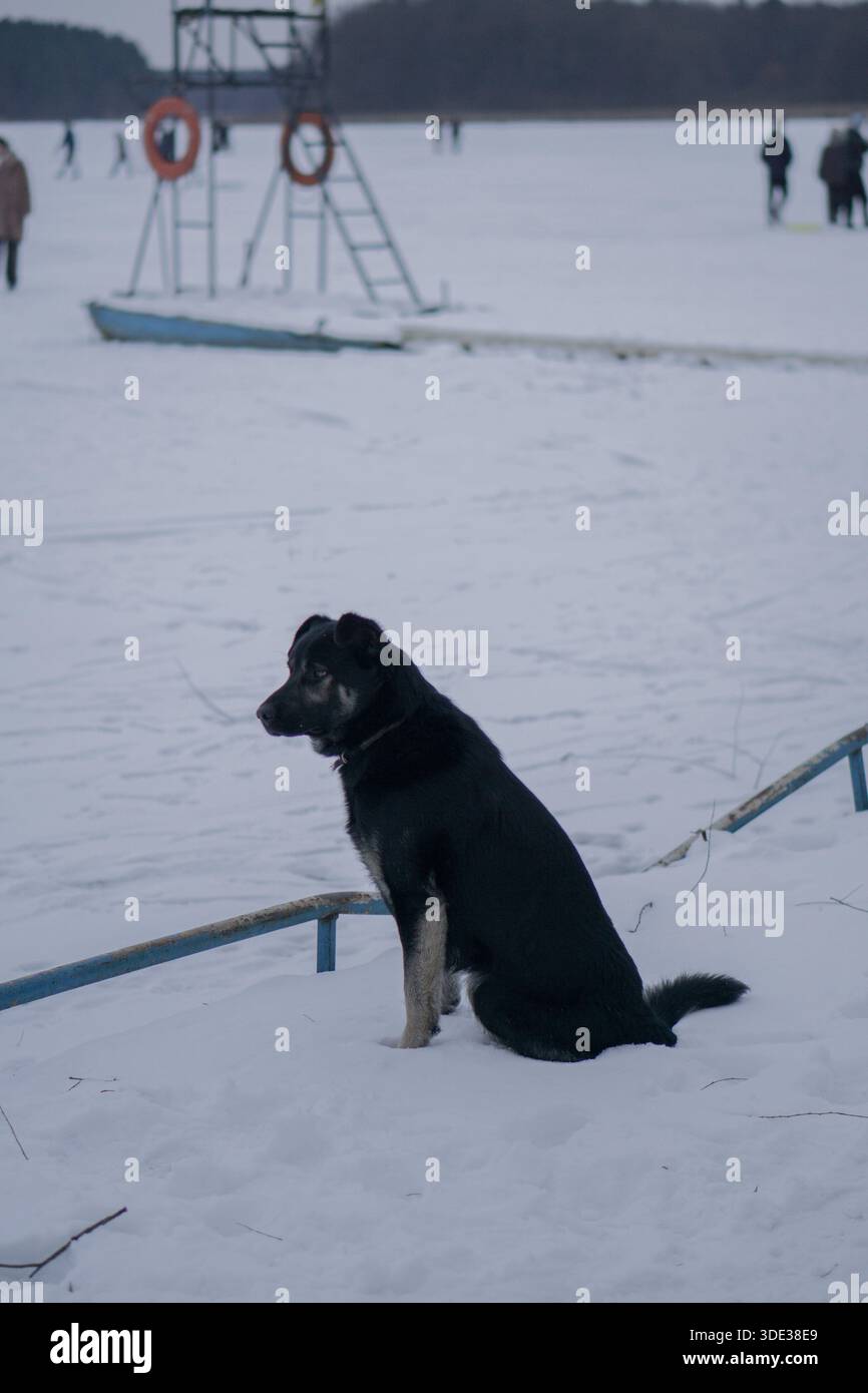 Cane che posa per una foto con un fiume innevato ghiacciato sullo sfondo Foto Stock