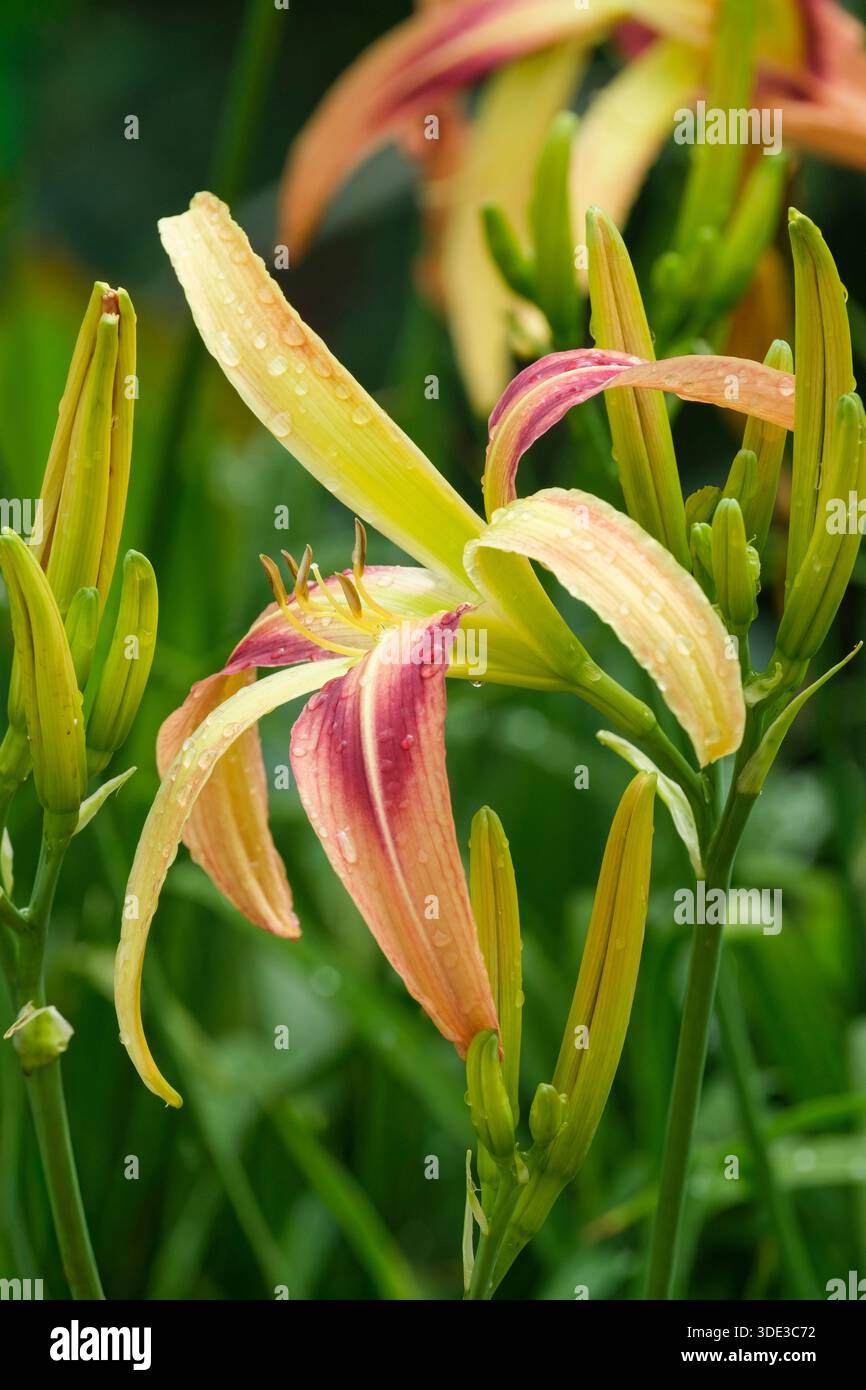 Hemerocallis Barbaresco, Daylily Barbaresco, grande, fiori di rosa, petali sottili, ampie gole gialle-verdi. Foto Stock