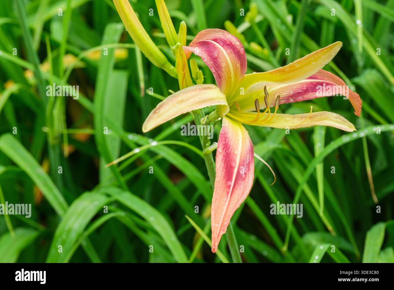 Hemerocallis Barbaresco, Daylily Barbaresco, grande, fiori di rosa, petali sottili, ampie gole gialle-verdi. Foto Stock