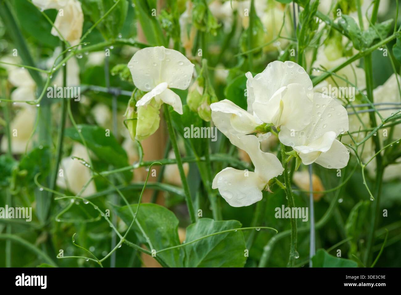 Lathyrus odoratus Cathy, pisello dolce Cathy, racemi a gambo lungo, fiori bianchi cremosi arricciati Foto Stock