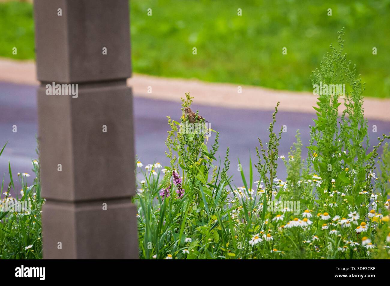 Foto con messa a fuoco selettiva. Uccello tiglio comune, Linaria cannabina. Foto Stock