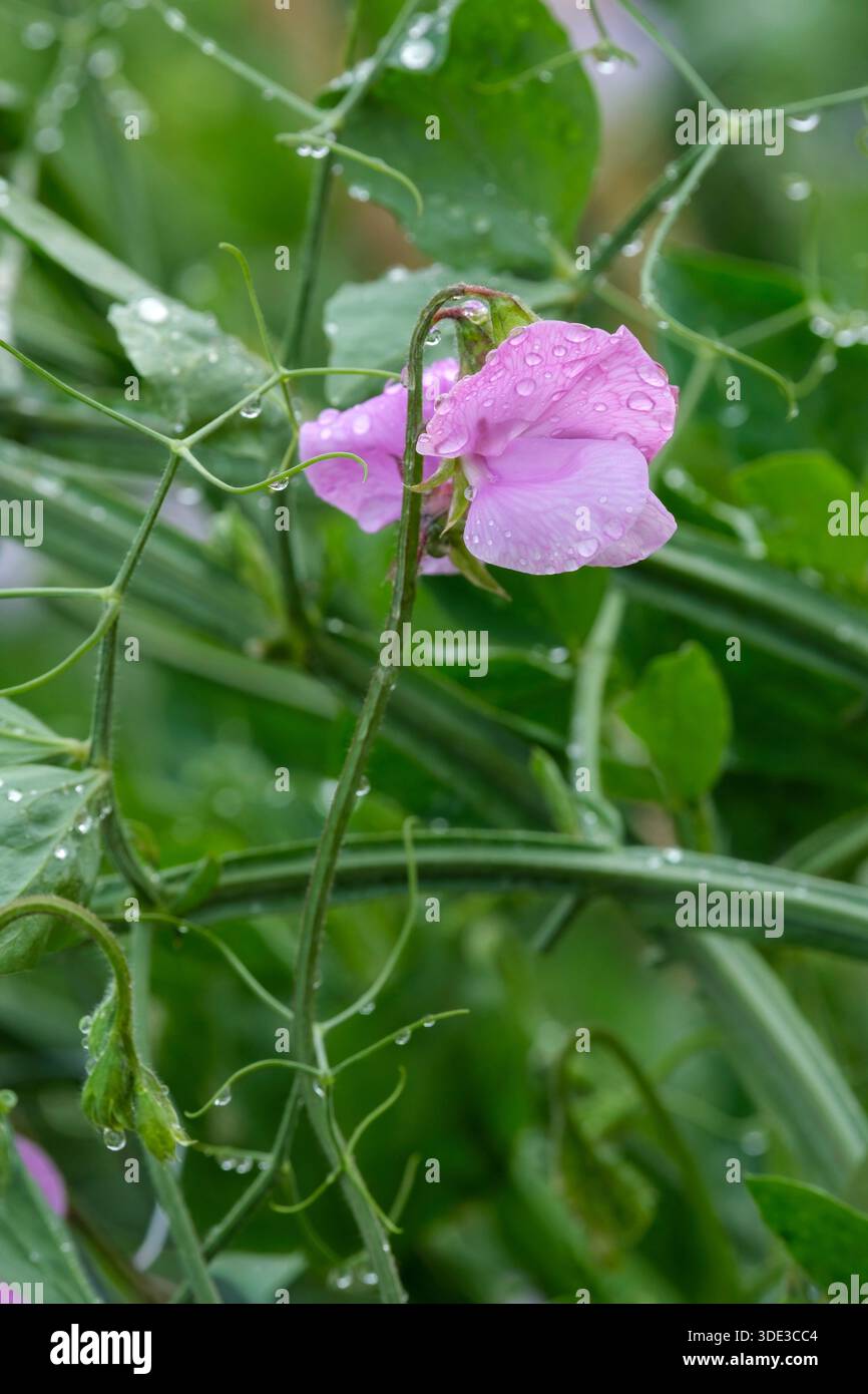 Lathyrus odoratus Chrissie, pisello dolce Chrissie, fiori marmorizzati color lavanda in estate Foto Stock