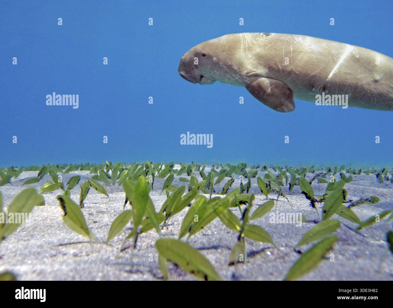 Via Rari Lista rossa di iucn in via di estinzione immagini e fotografie stock ad ...