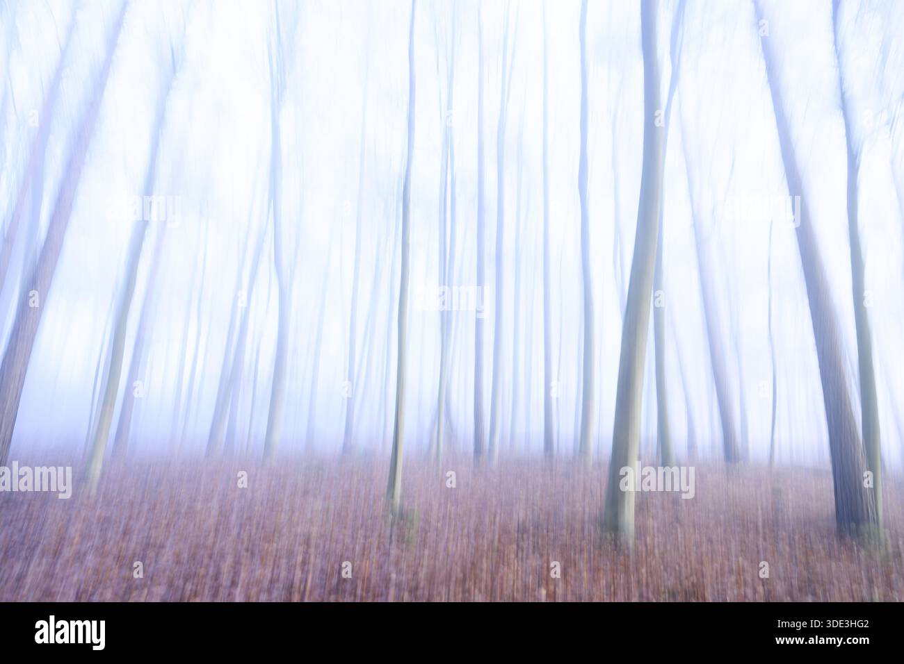 Rappresentazione astratta di una foresta in colori blu scintillanti, sagome sfocate di alberi creano una scena forestale astratta, Krucum, Melle, bassa Sassonia, G. Foto Stock