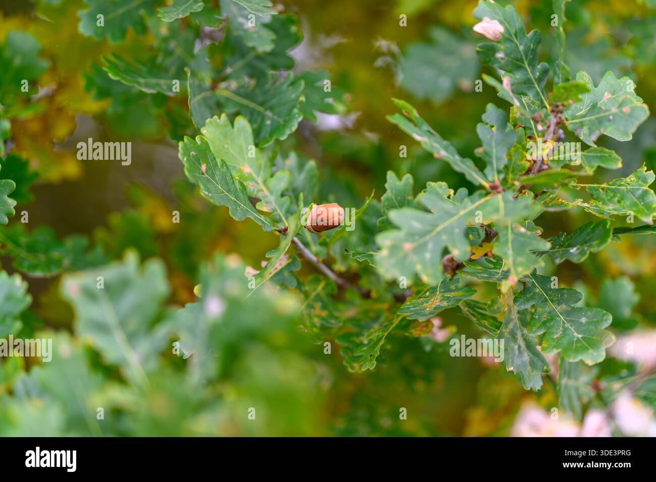 Scopri l'accattivante vista delle foglie di quercia vivaci impreziosite da una singola ghianda, che mostra una natura incredibile Foto Stock