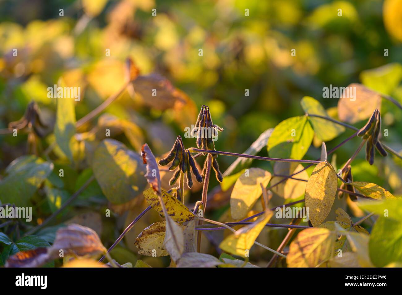 Piante di soia dorata bagnate dalla luce del sole, rugiada sulle foglie, calda retroilluminazione che mette in risalto baccelli e steli, bassa profondità di campo, toni autunnali, foto rurali Foto Stock