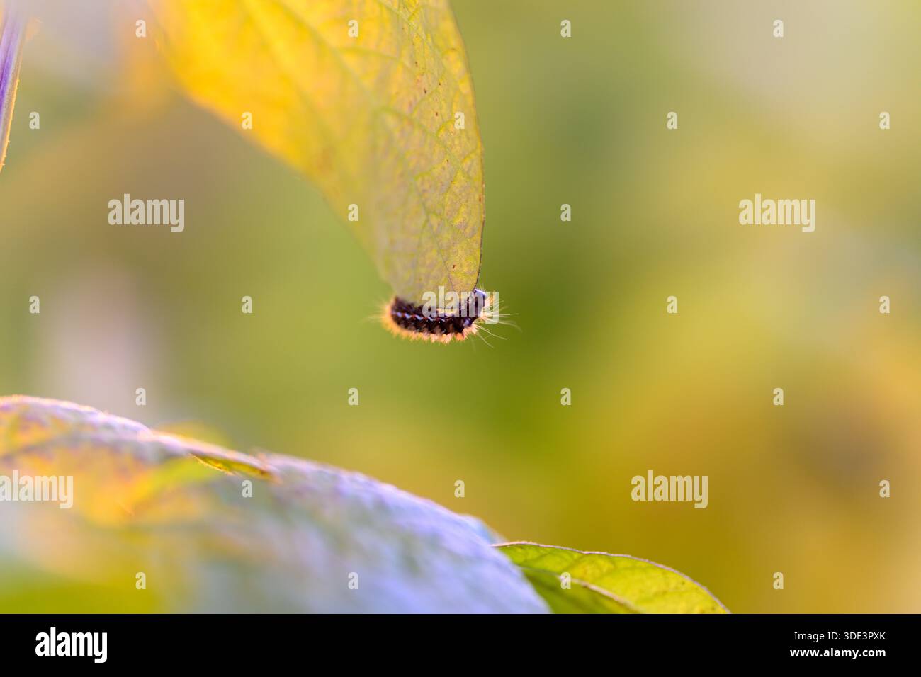 caterpillar che causa danni visibili da masticazione sulle foglie, prove ravvicinate del rischio di resa delle colture, enfasi sui tessuti stressati e potenziali misure di controllo Foto Stock